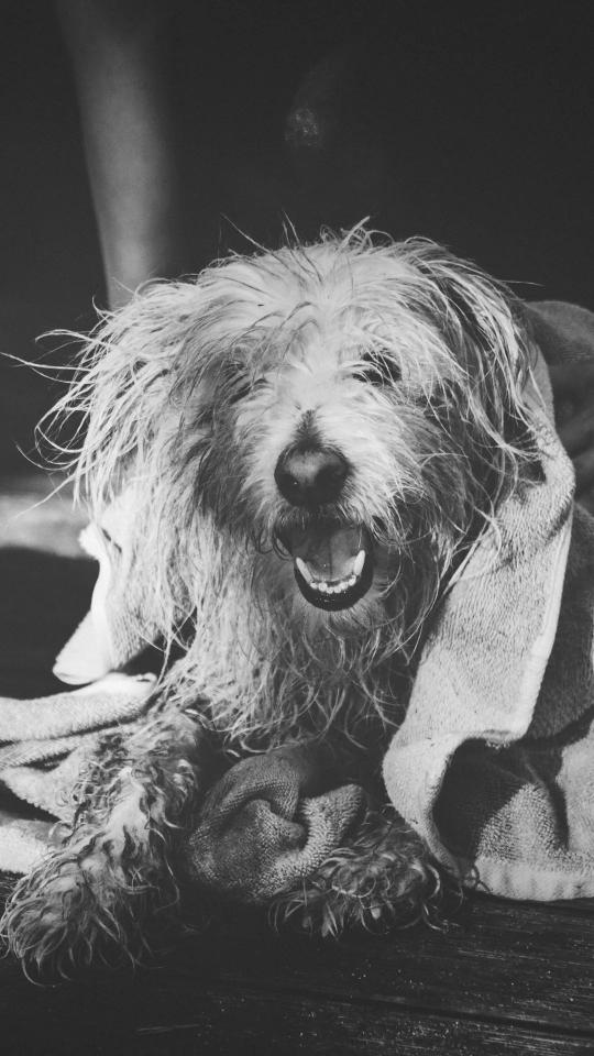 Wet Dog Portrait - Related OpersCraft wallpaper