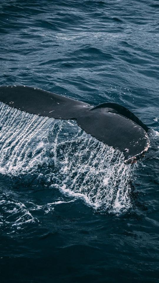 Whale Tail Ocean Dive