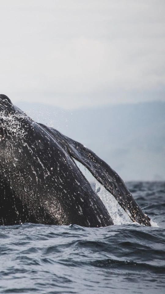 Whale Tail Splash