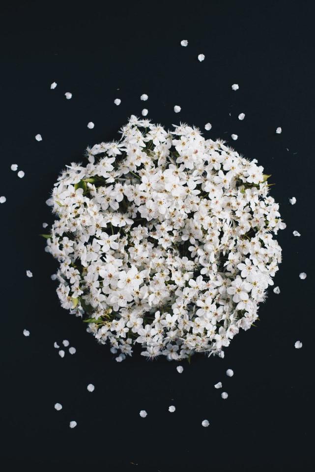 White Blossoms on Black - Related OpersCraft wallpaper