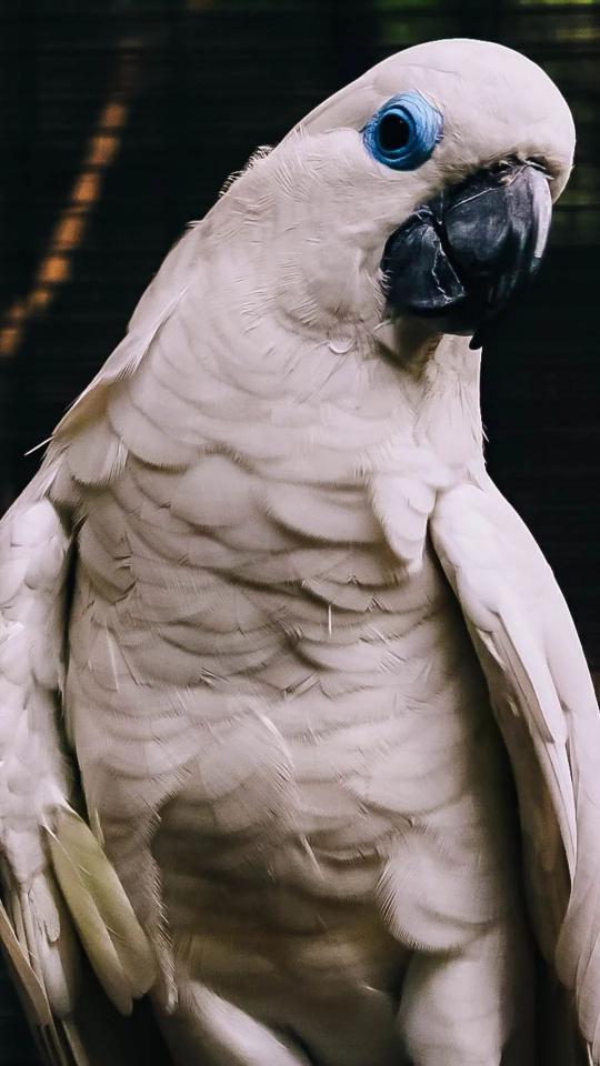 White Cockatoo Portrait - Related OpersCraft wallpaper