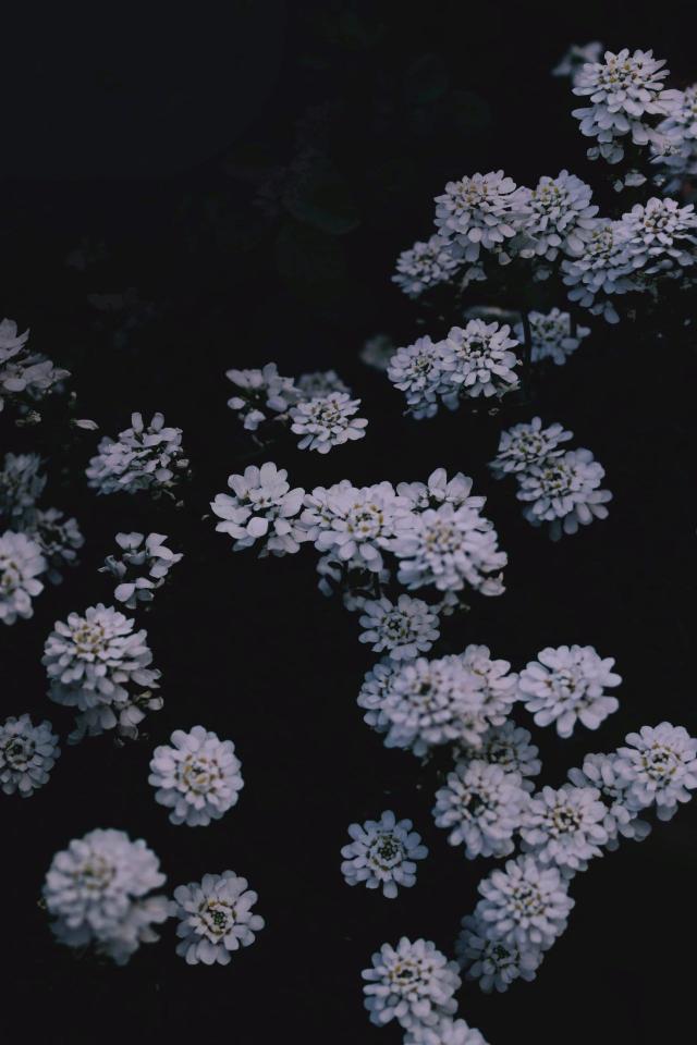 White Flowers Dark Background - Related OpersCraft wallpaper