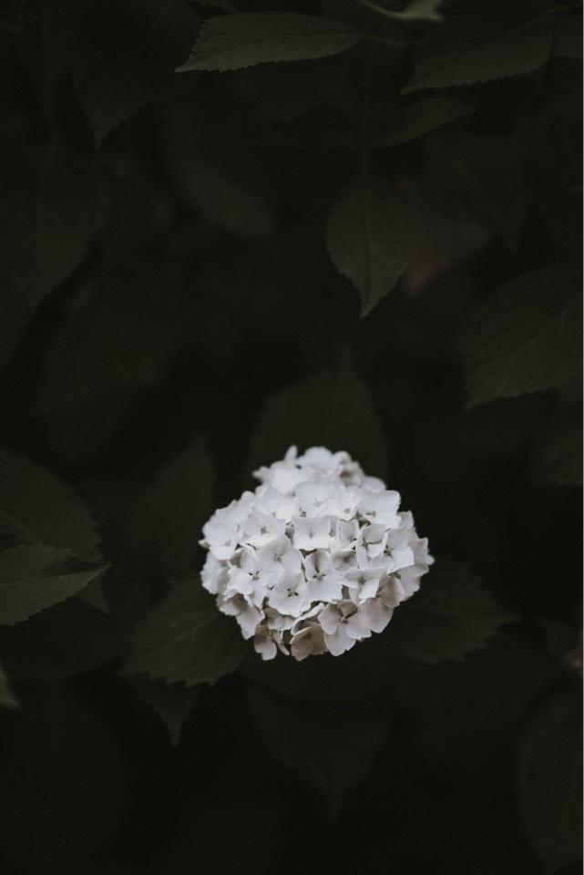 White Hydrangea Bloom - Related Desktop & Laptop wallpaper