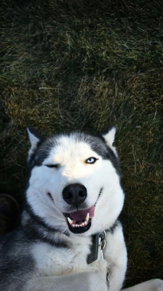 Winking Husky on Grass - Related OpersCraft wallpaper