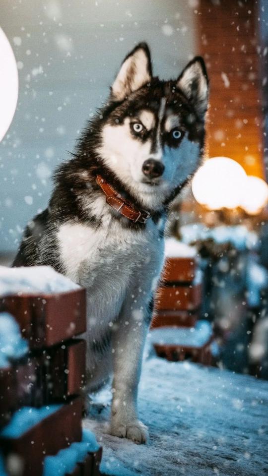 Winter Husky Portrait - Related Darkify wallpaper