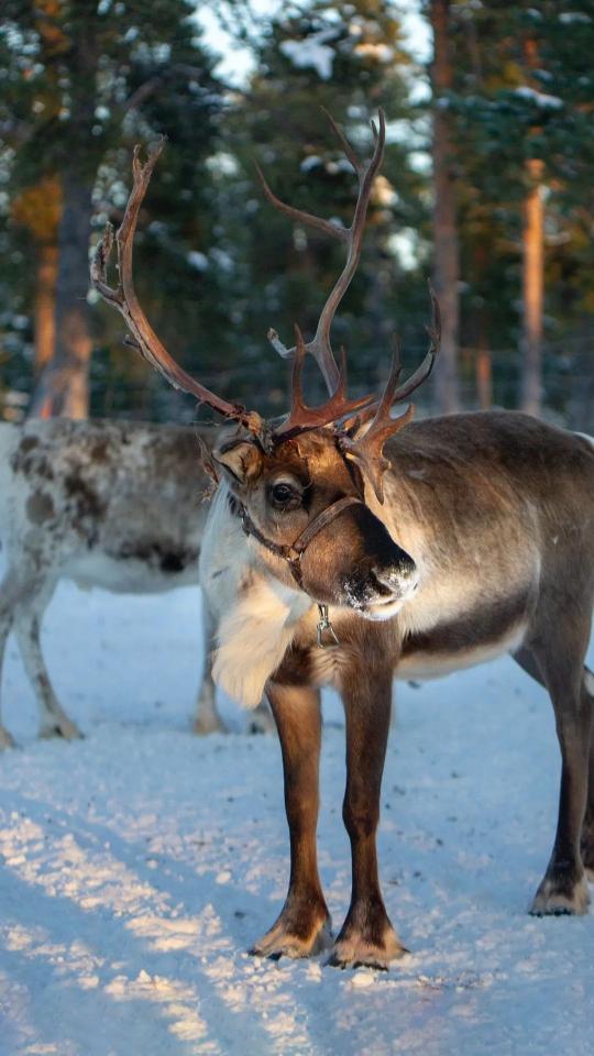 Winter Reindeer Portrait - Related OpersCraft wallpaper