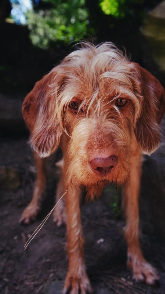 Wirehaired Vizsla Portrait - Related OpersCraft wallpaper
