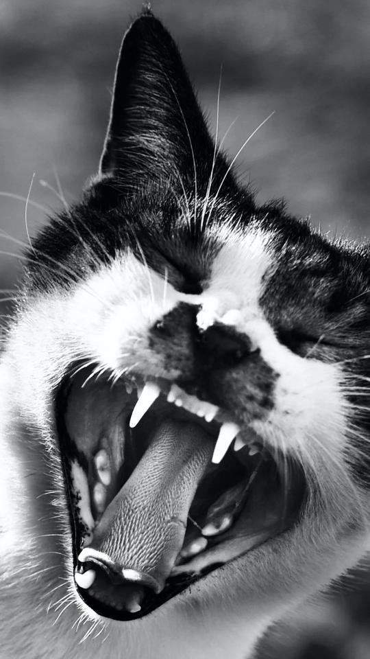 Yawning Cat Portrait - Related OpersCraft wallpaper