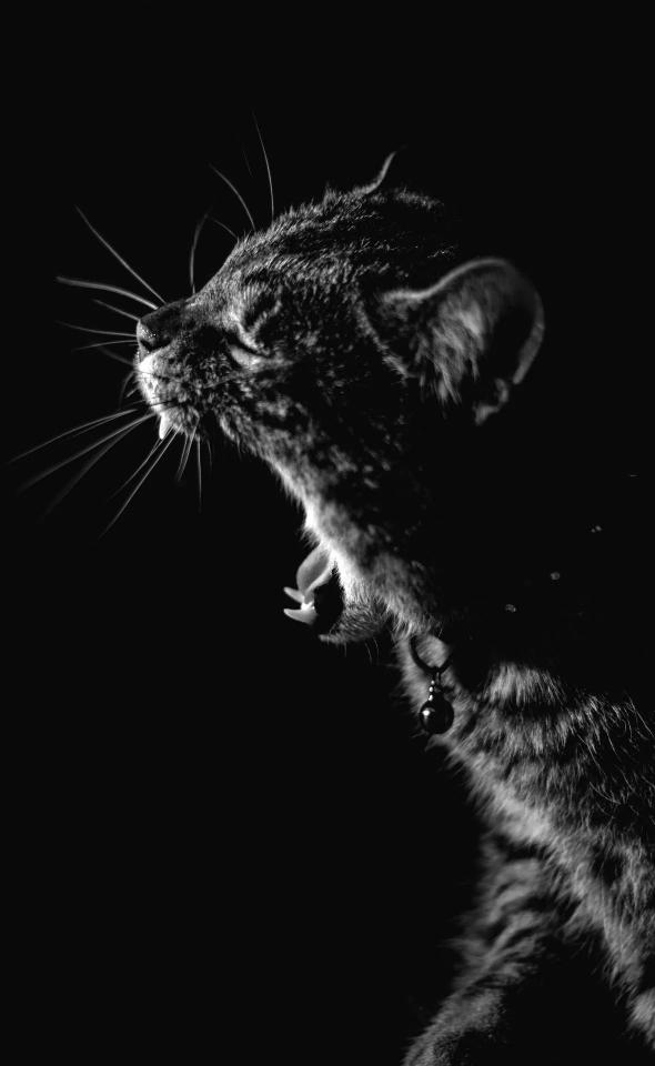 Yawning Feline Portrait - Related Darkify wallpaper