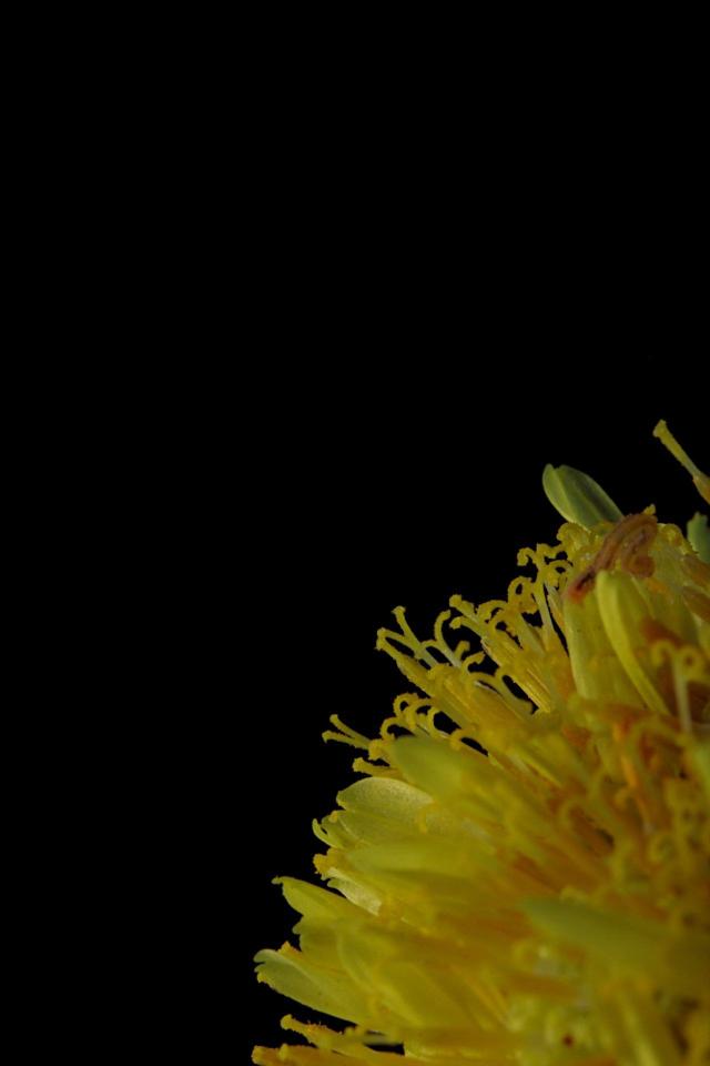 Yellow Flower Close-Up - Related OpersCraft wallpaper