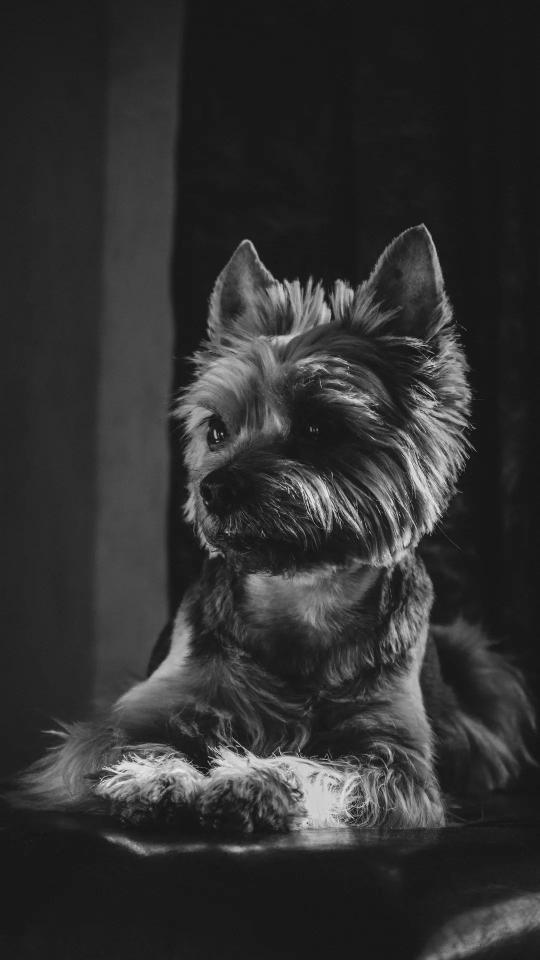 Yorkie in Monochrome - Related OpersCraft wallpaper
