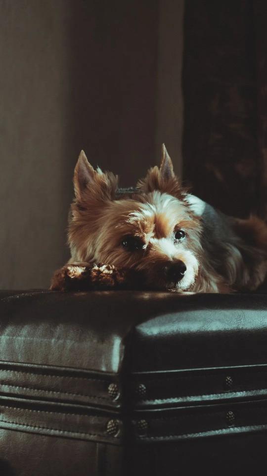 Yorkie on Leather - Related OpersCraft wallpaper