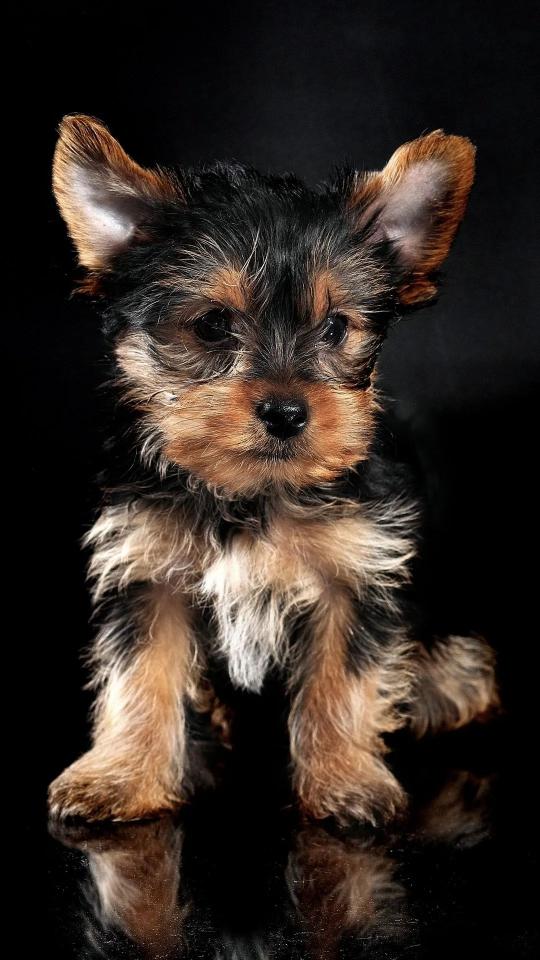 Yorkie Puppy Portrait - Related OpersCraft wallpaper