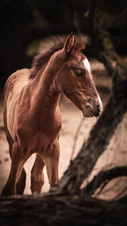 Young Horse Portrait