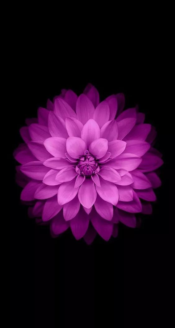 Purple Dahlia on Black - floral wallpaper for OpersCraft