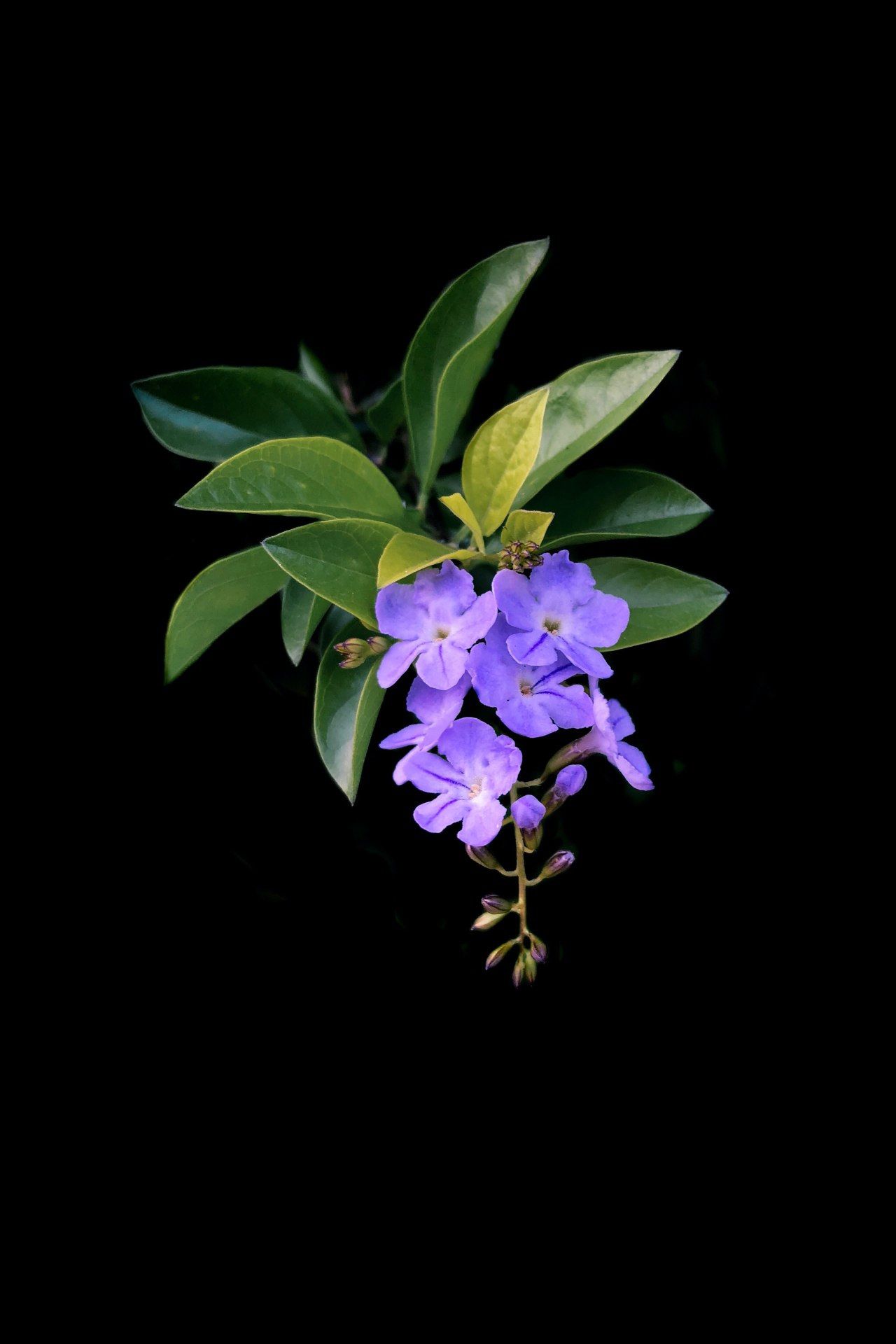Purple Flowers on Black - floral wallpaper for OpersCraft