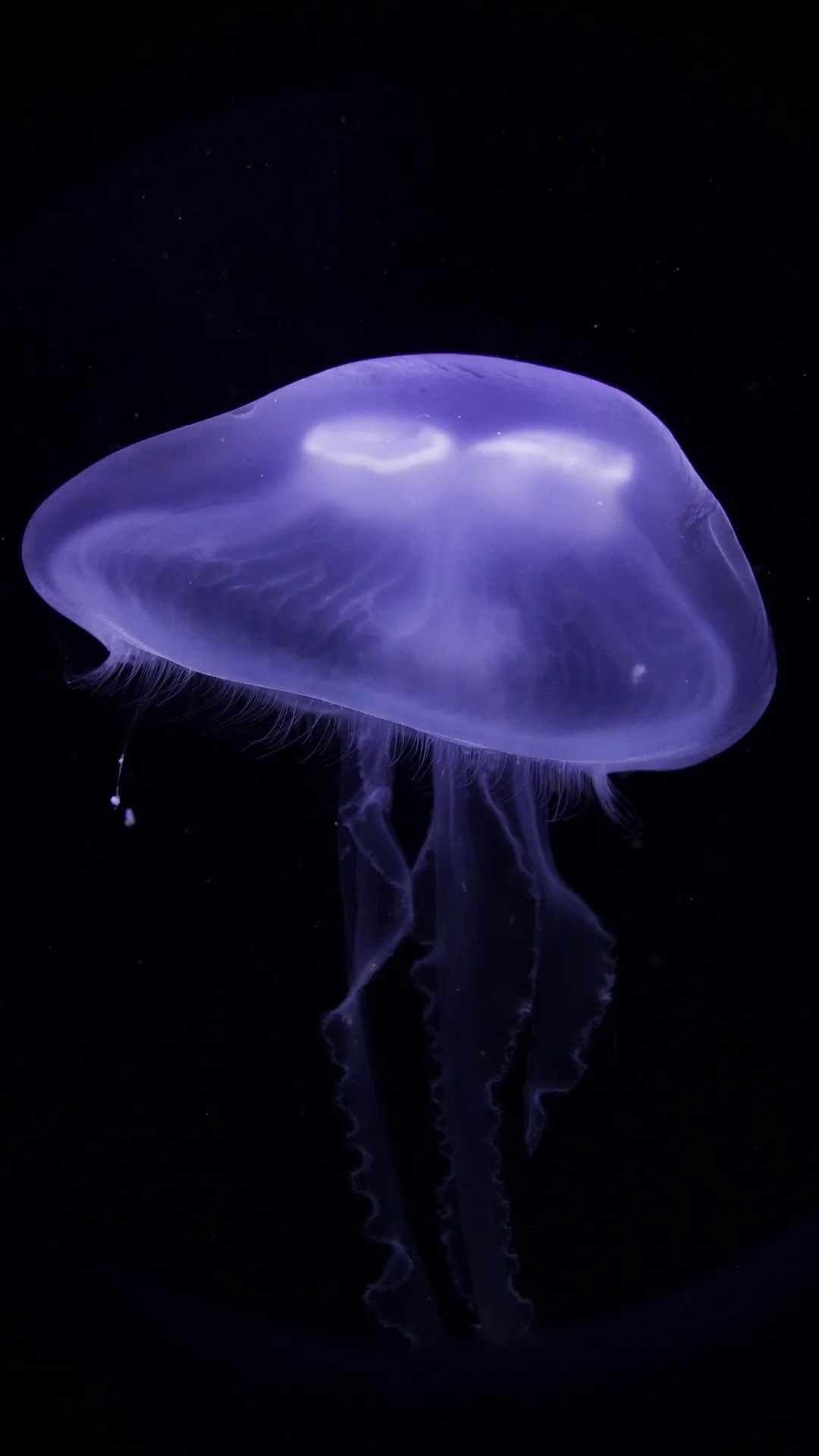 Purple Jellyfish in the Deep - underwater wallpaper for OpersCraft