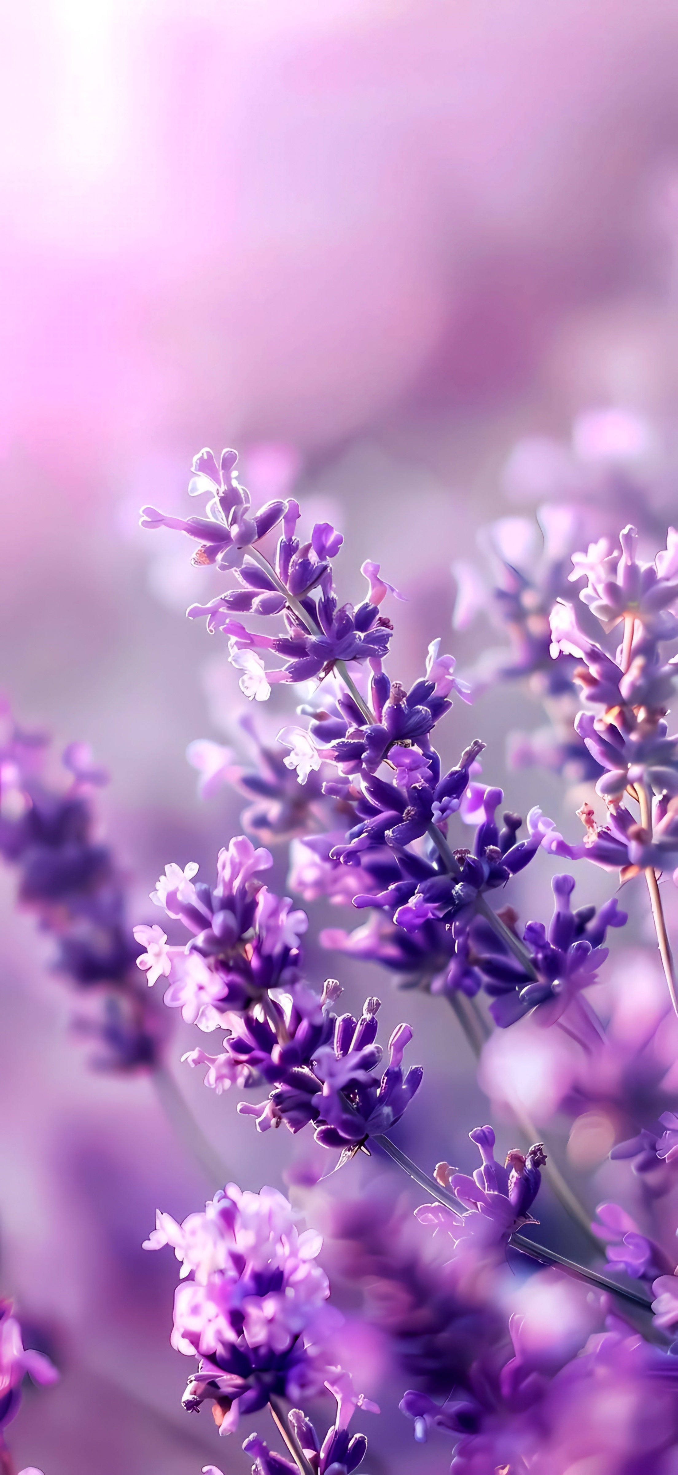 Purple Lavender Flower Bloom - floral wallpaper for OpersCraft