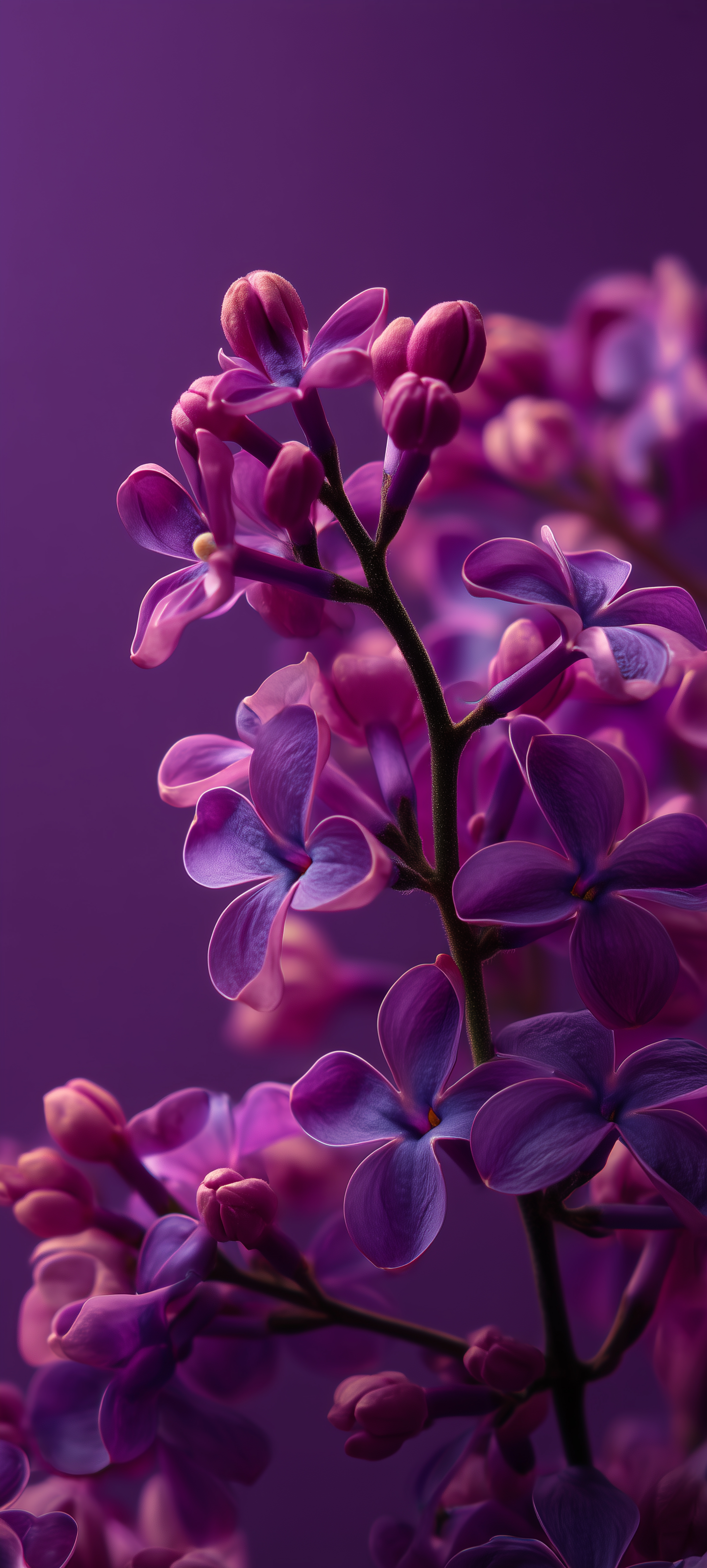 Purple Lilac Blossom Close-Up - floral wallpaper for OpersCraft