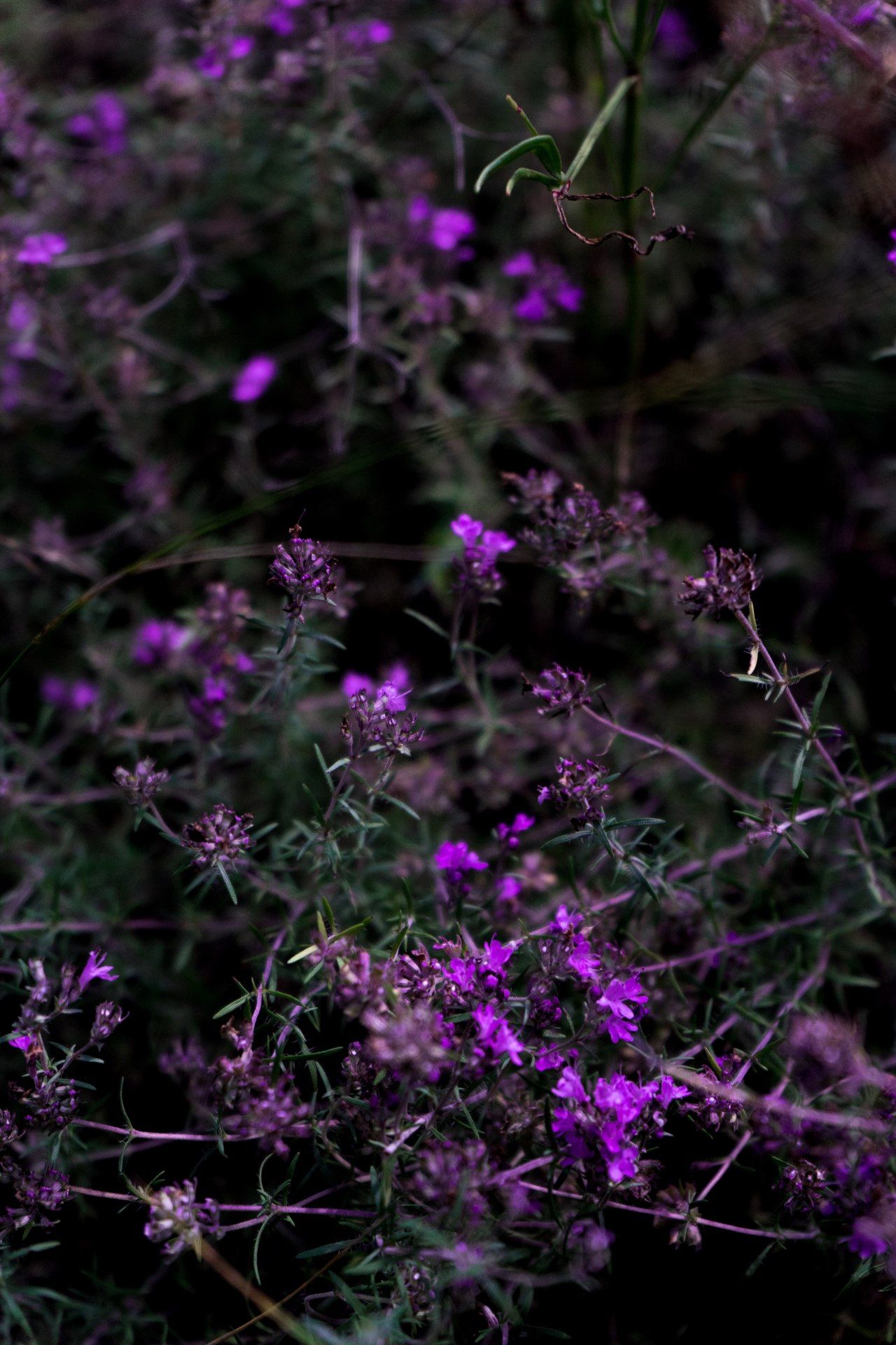 Purple Thyme Blossom Field - flowers wallpaper for OpersCraft