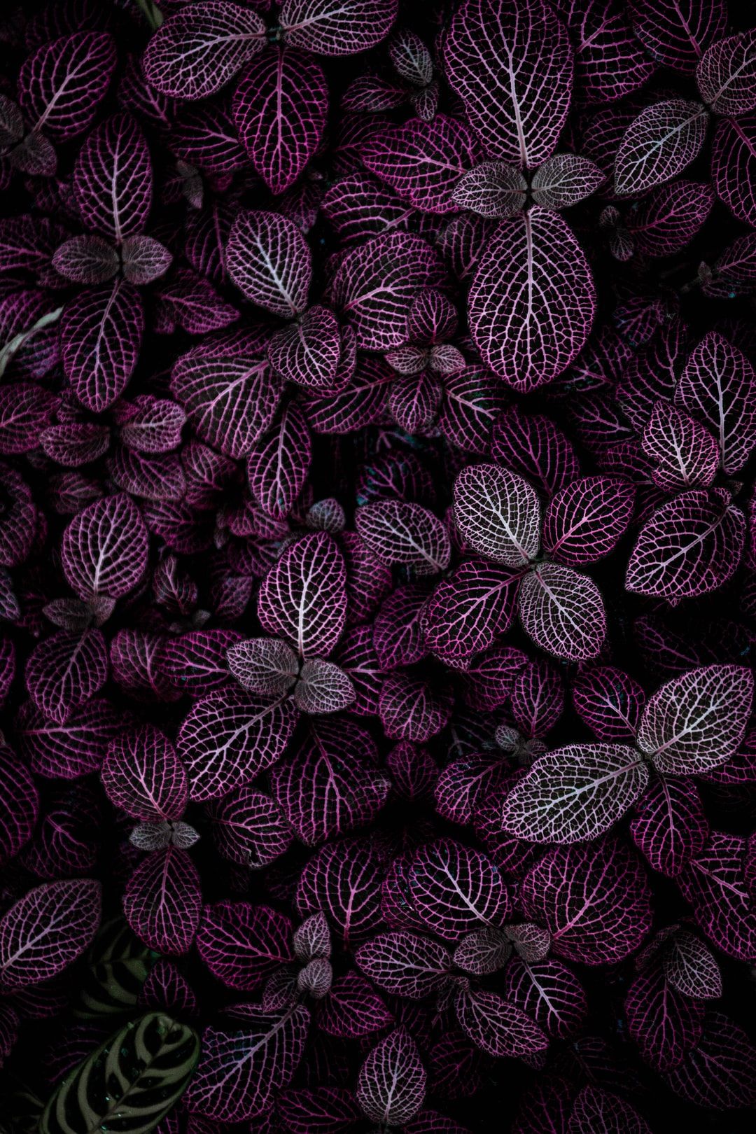 Purple Vein Plant Detail - random wallpaper for OpersCraft