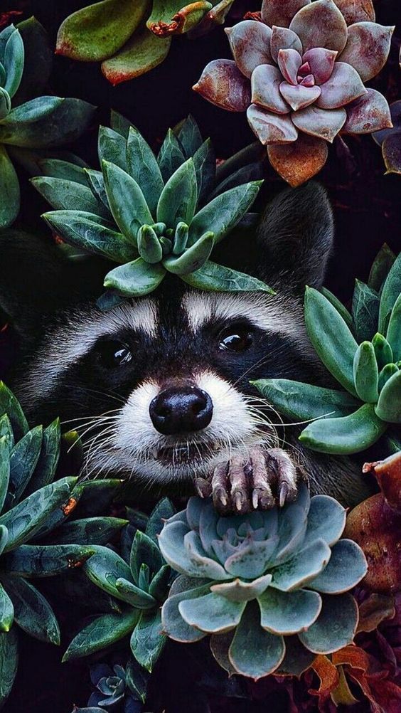 Raccoon in Succulent Garden - random wallpaper for OpersCraft