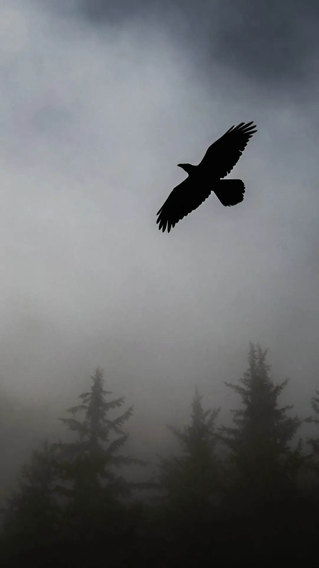 Raven in Misty Forest - birds wallpaper for OpersCraft