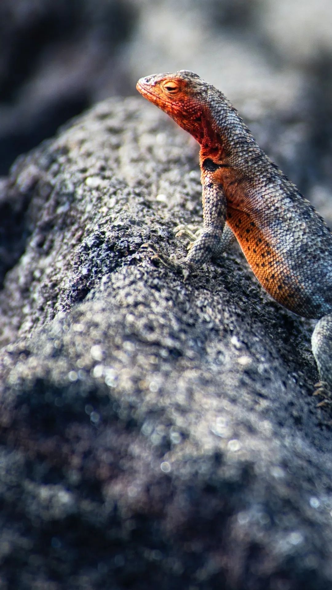 Red-Headed Lizard on Rock - animals wallpaper for OpersCraft