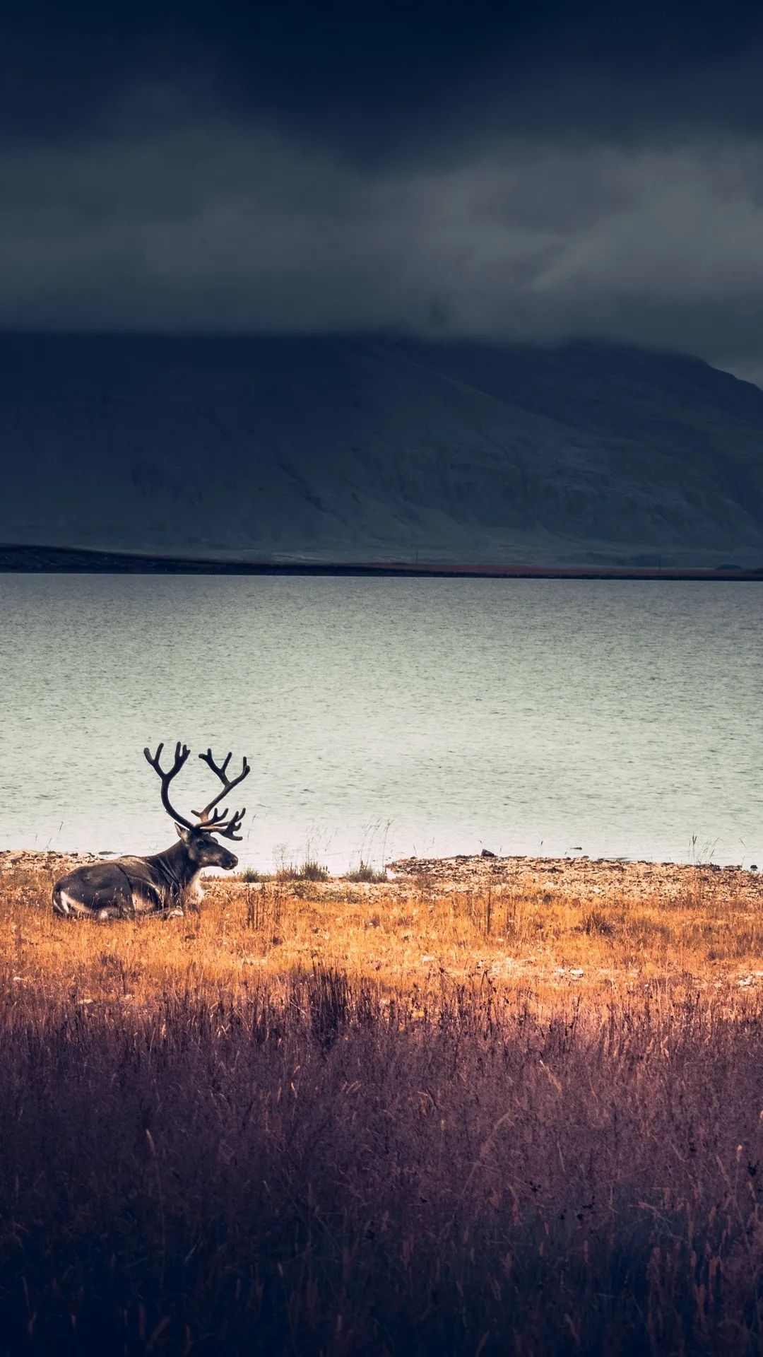Reindeer by the Lake - random wallpaper for OpersCraft