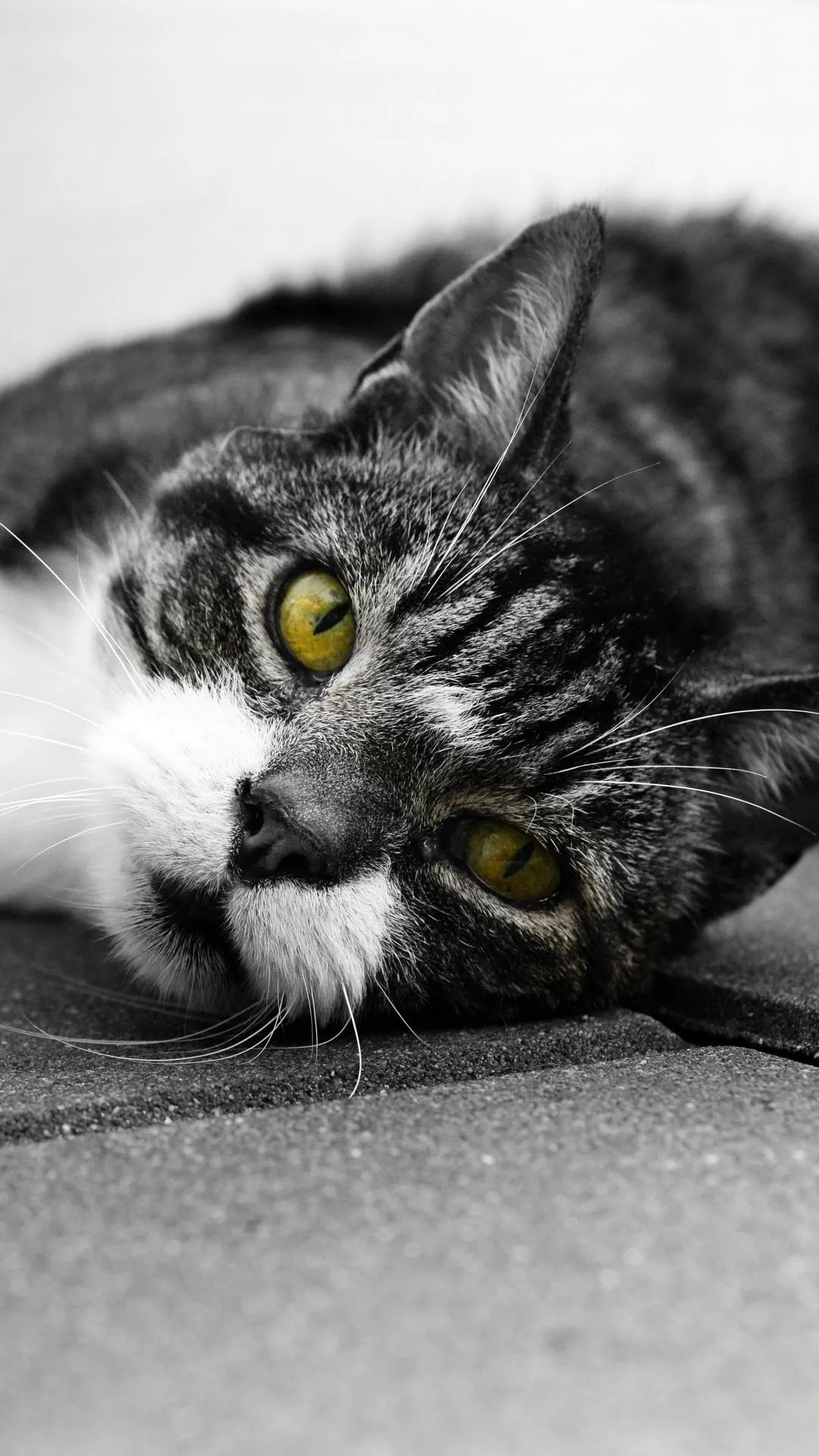 Resting Cat, Golden Eyes - cat wallpaper for OpersCraft
