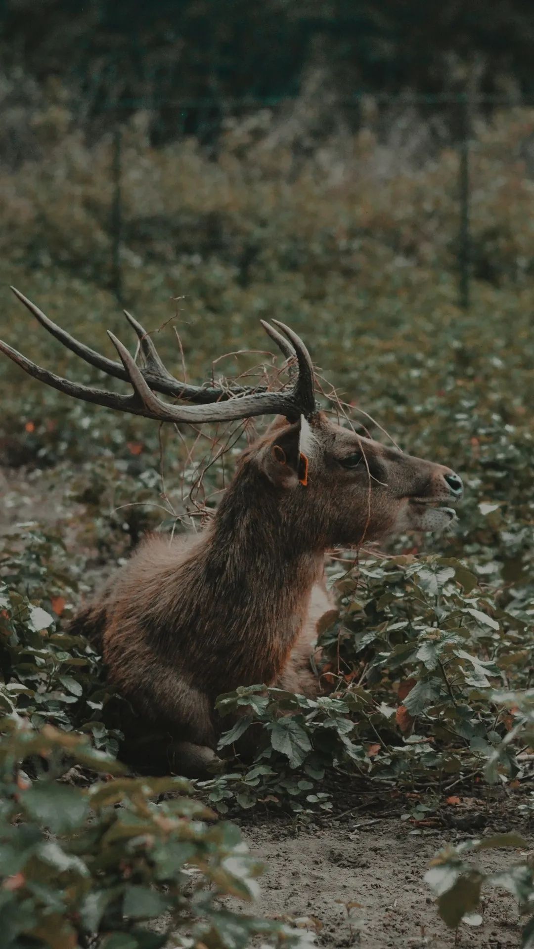 Resting Deer in Bushes - deer wallpaper for OpersCraft