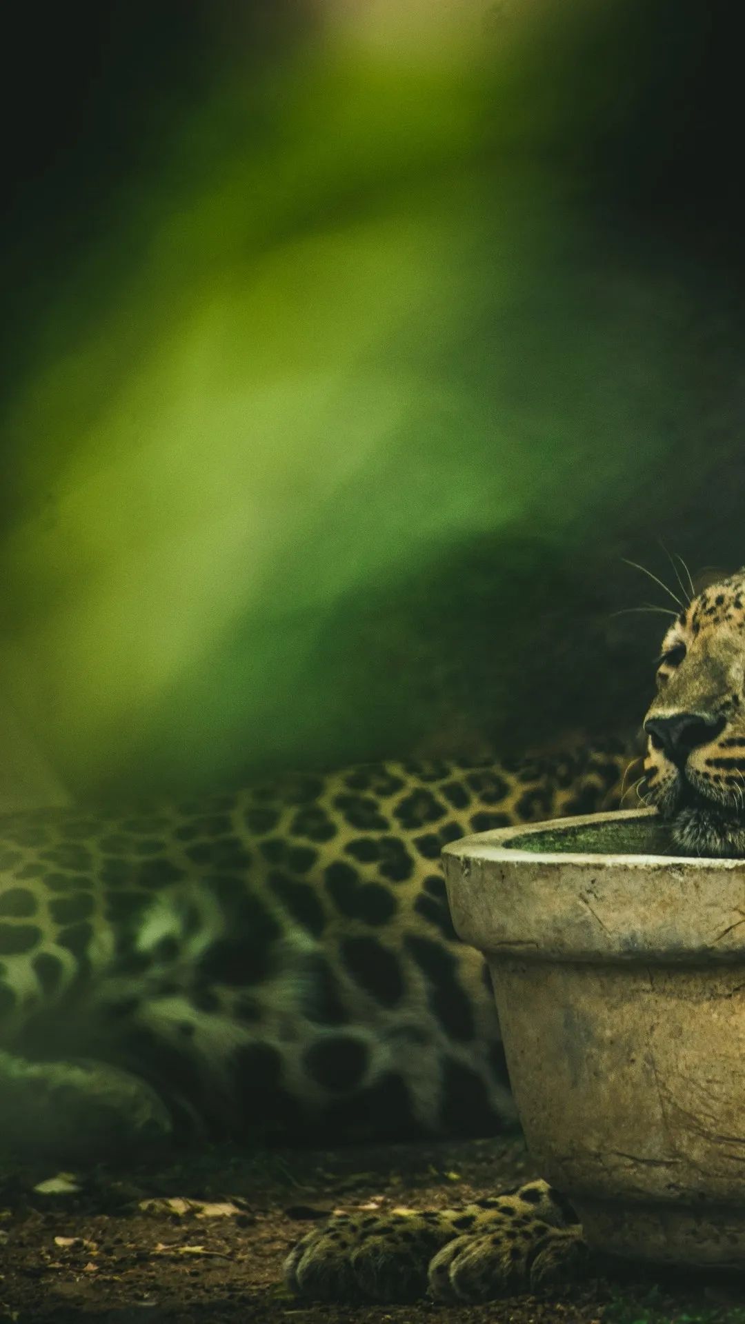 Resting Leopard Portrait - leopard wallpaper for OpersCraft