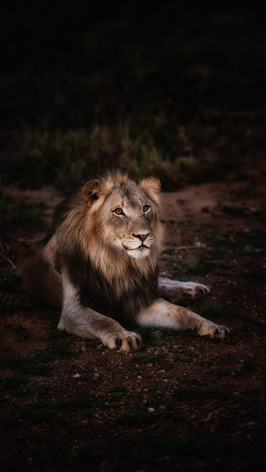 Resting Lion Portrait - lion wallpaper for OpersCraft