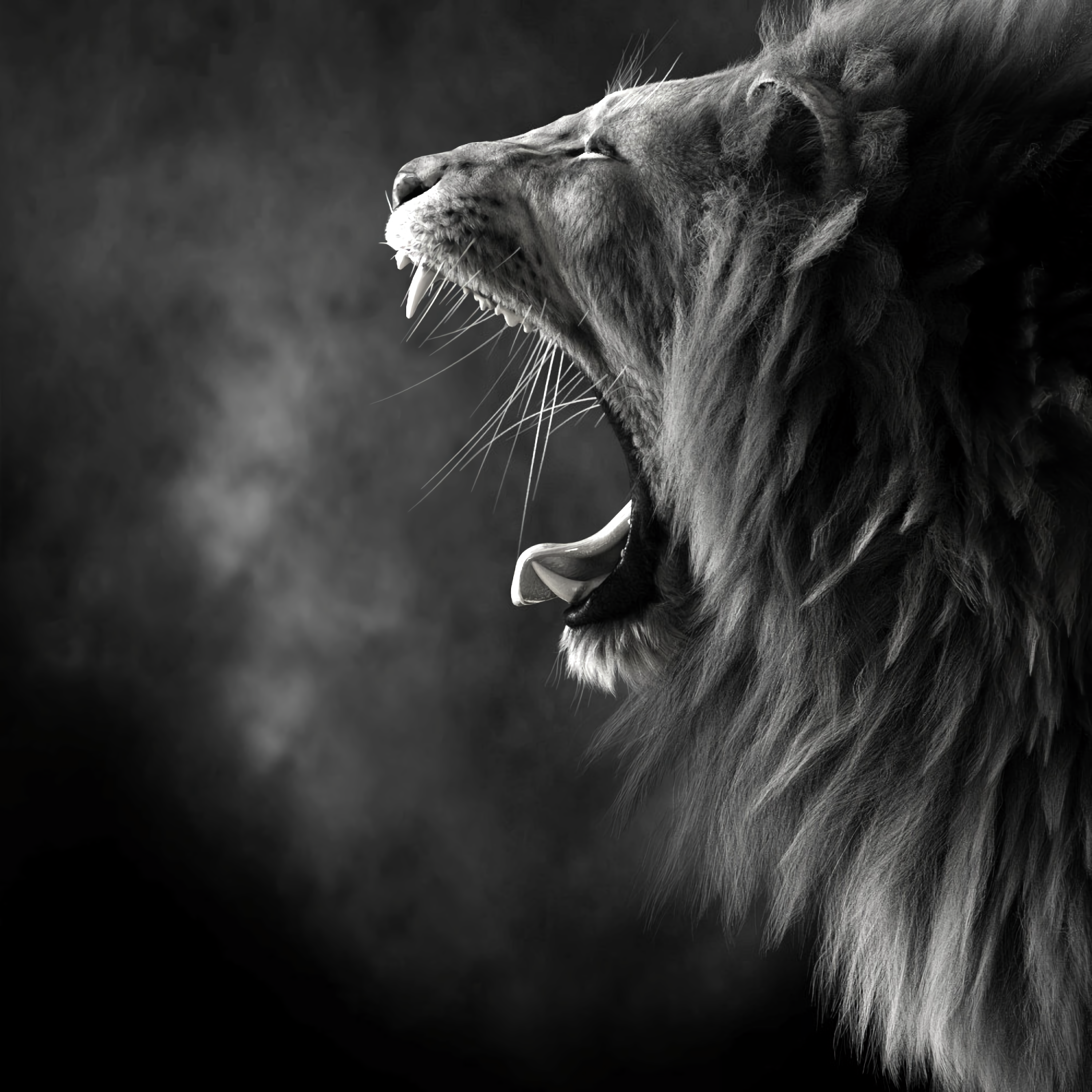 Roaring Lion Black and White - lion wallpaper for OpersCraft