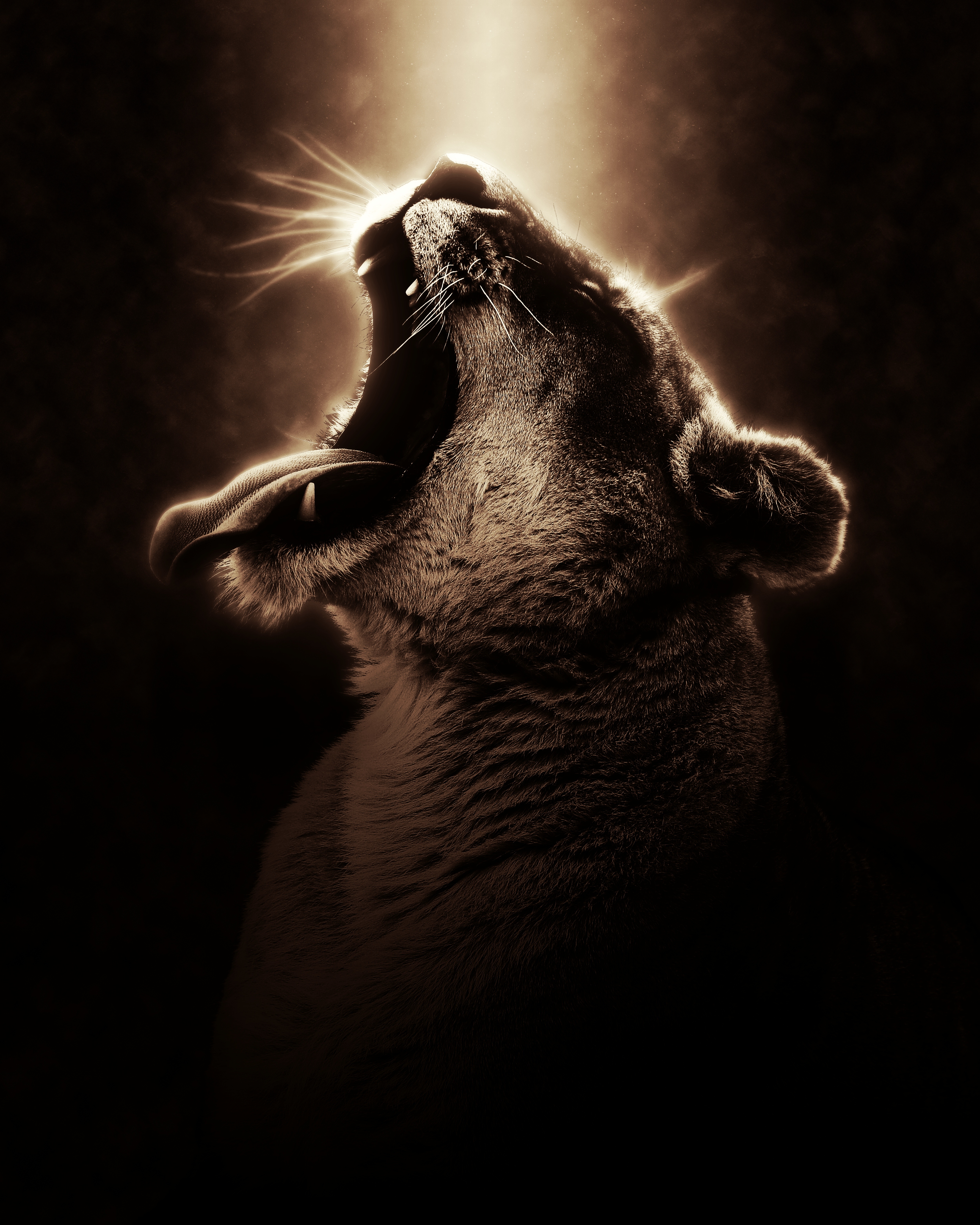 Roaring Lion Sepia Tone - lion wallpaper for OpersCraft