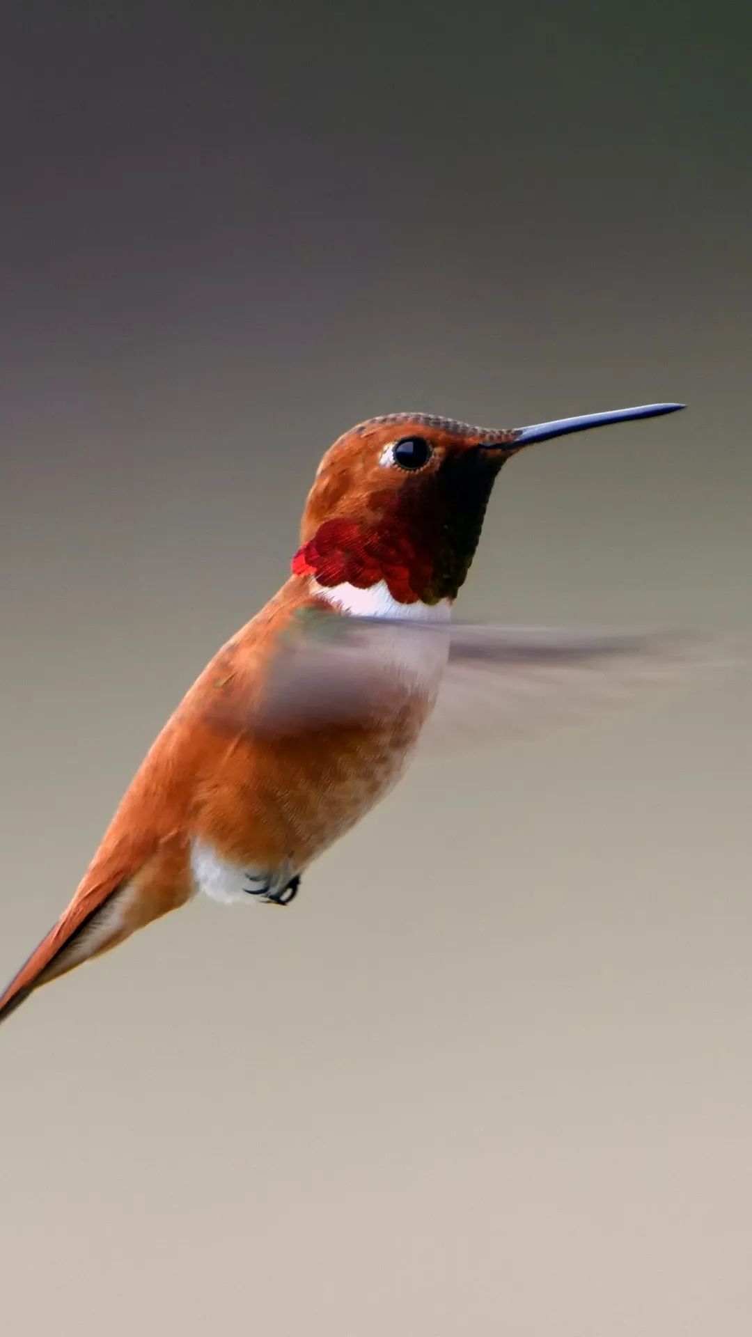 Rufous Hummingbird Portrait - random wallpaper for OpersCraft