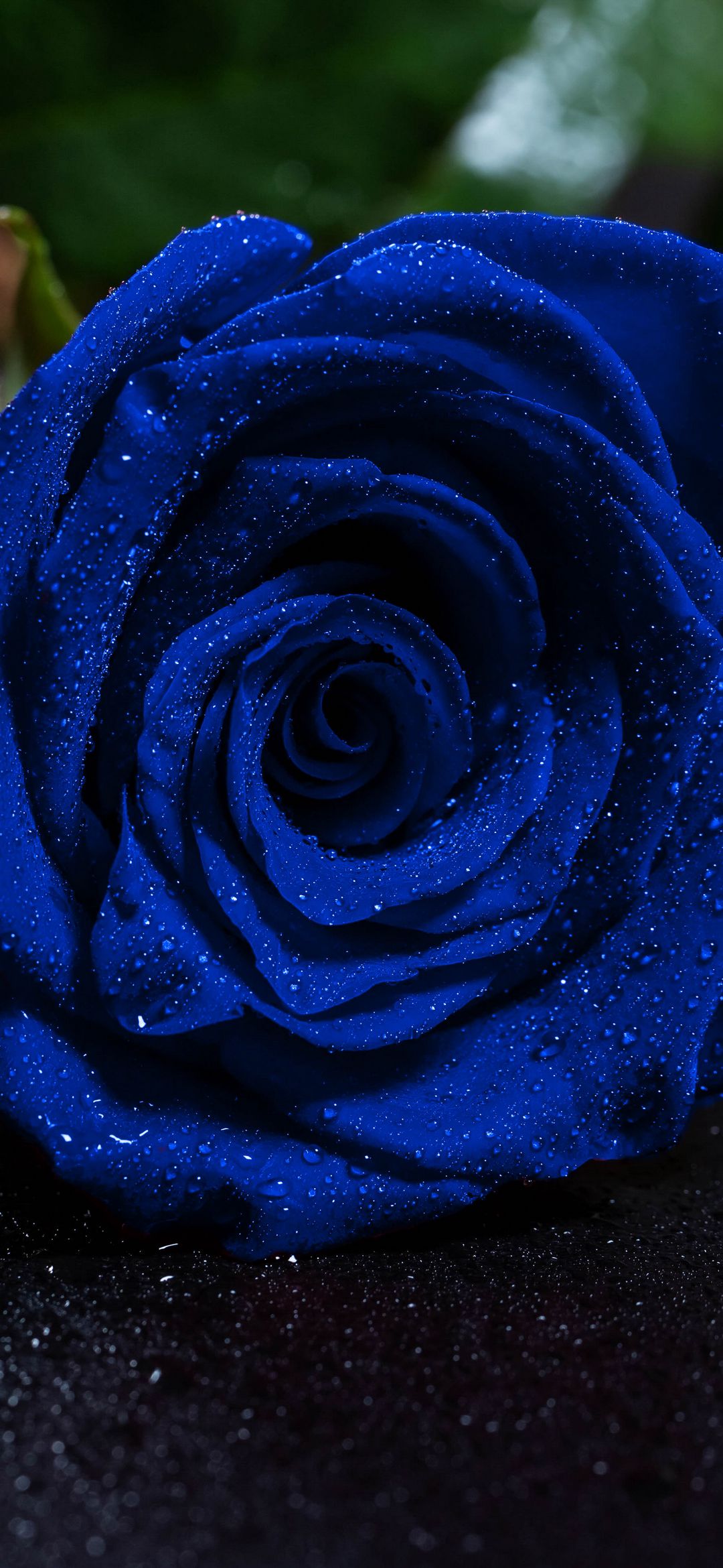 Sapphire Rose Dew Drops - random wallpaper for OpersCraft