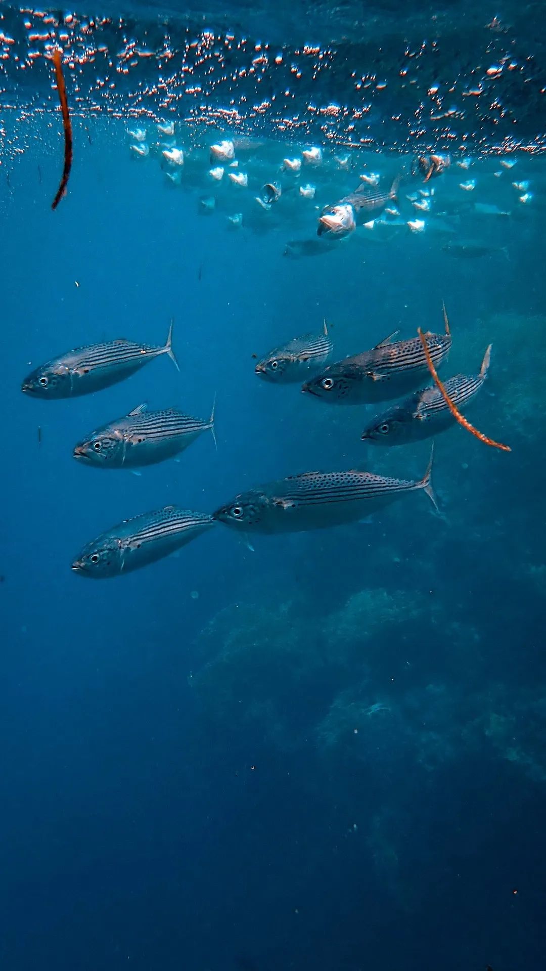 School of Striped Fish - fish wallpaper for OpersCraft