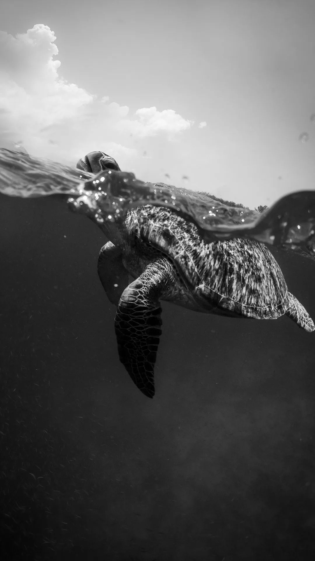 Sea Turtle Monochrome - turtle wallpaper for OpersCraft