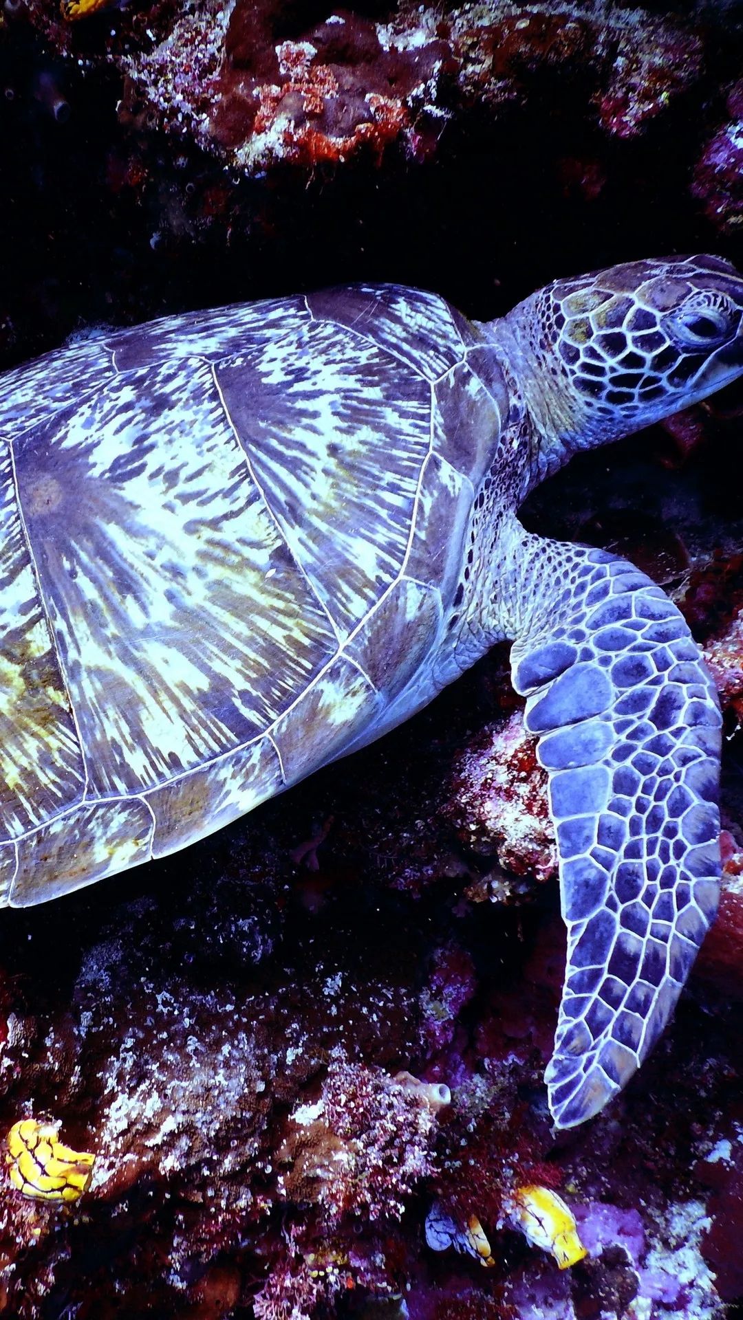 Sea Turtle Underwater Beauty - turtle wallpaper for OpersCraft