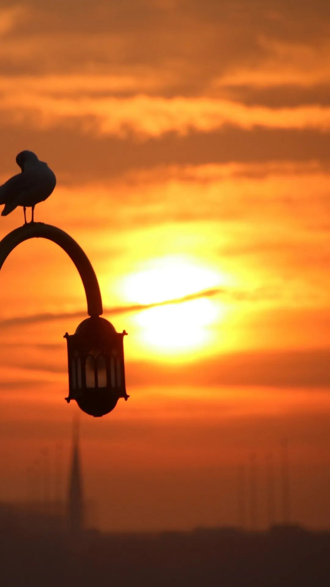 Seagull Sunset Silhouette - birds wallpaper for OpersCraft