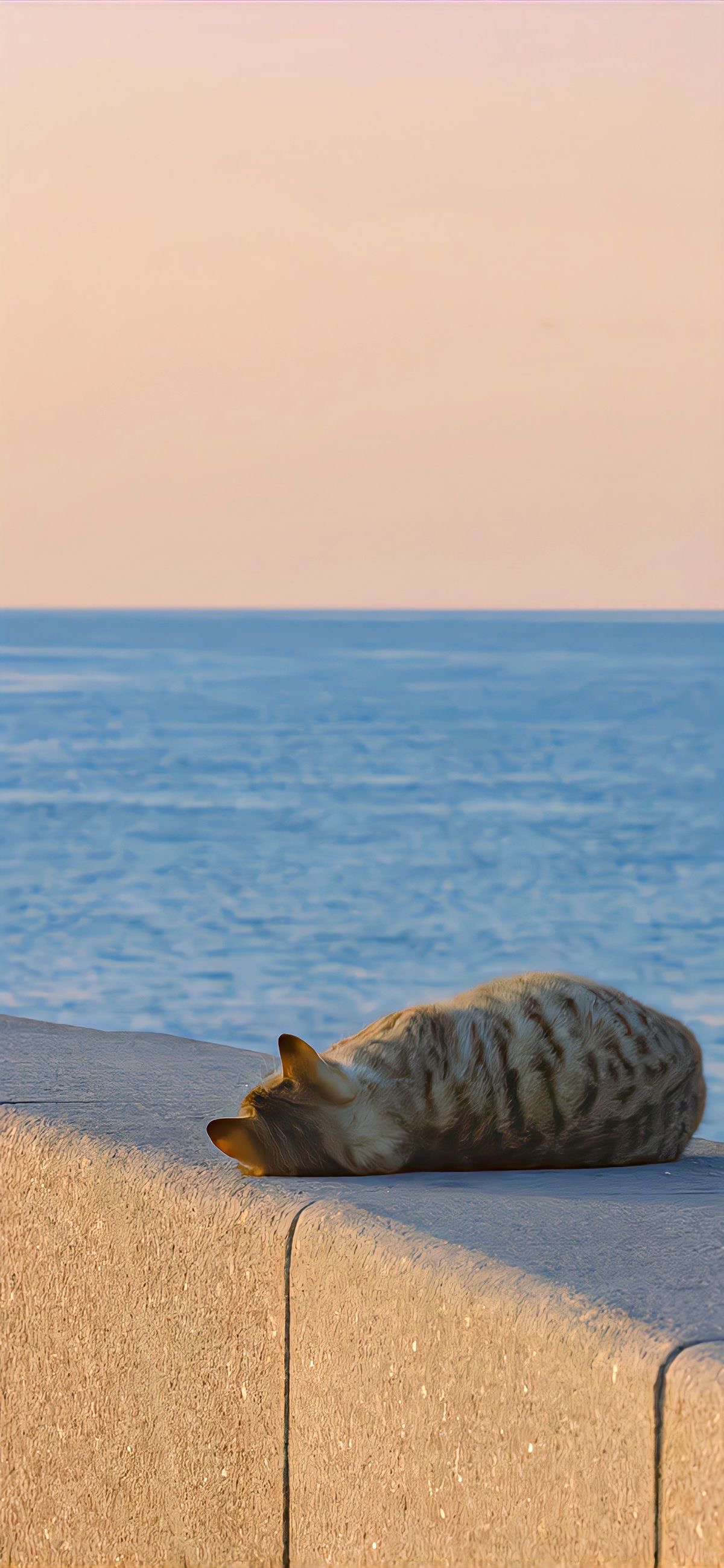 Seaside Cat Nap - animals wallpaper for OpersCraft