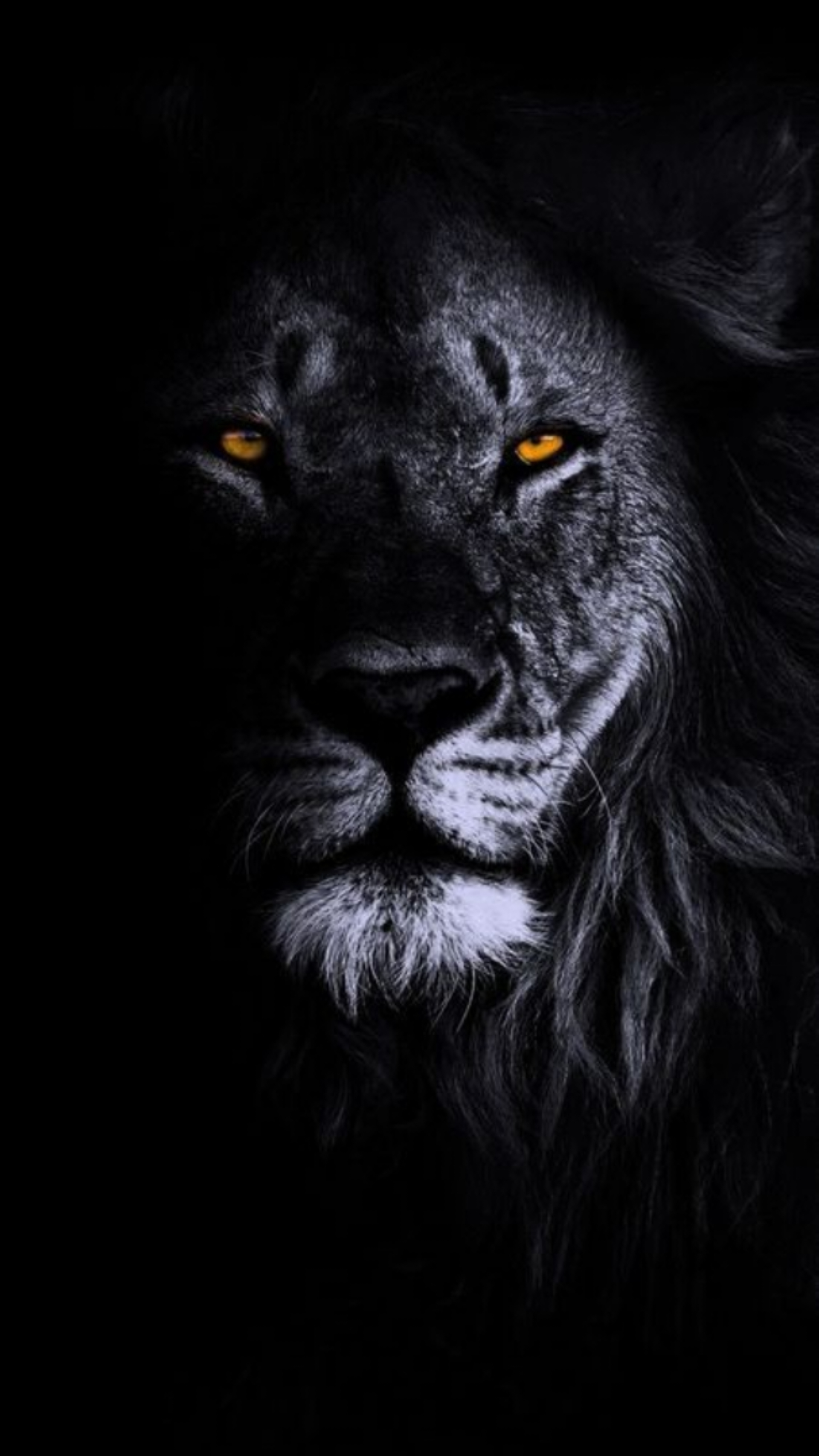 Shadow Lion Gaze - lion wallpaper for OpersCraft