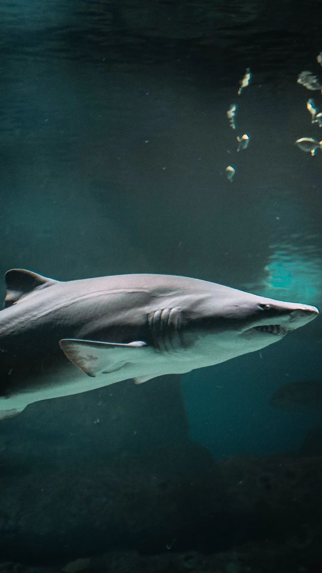 Shark in Deep Water - random wallpaper for OpersCraft