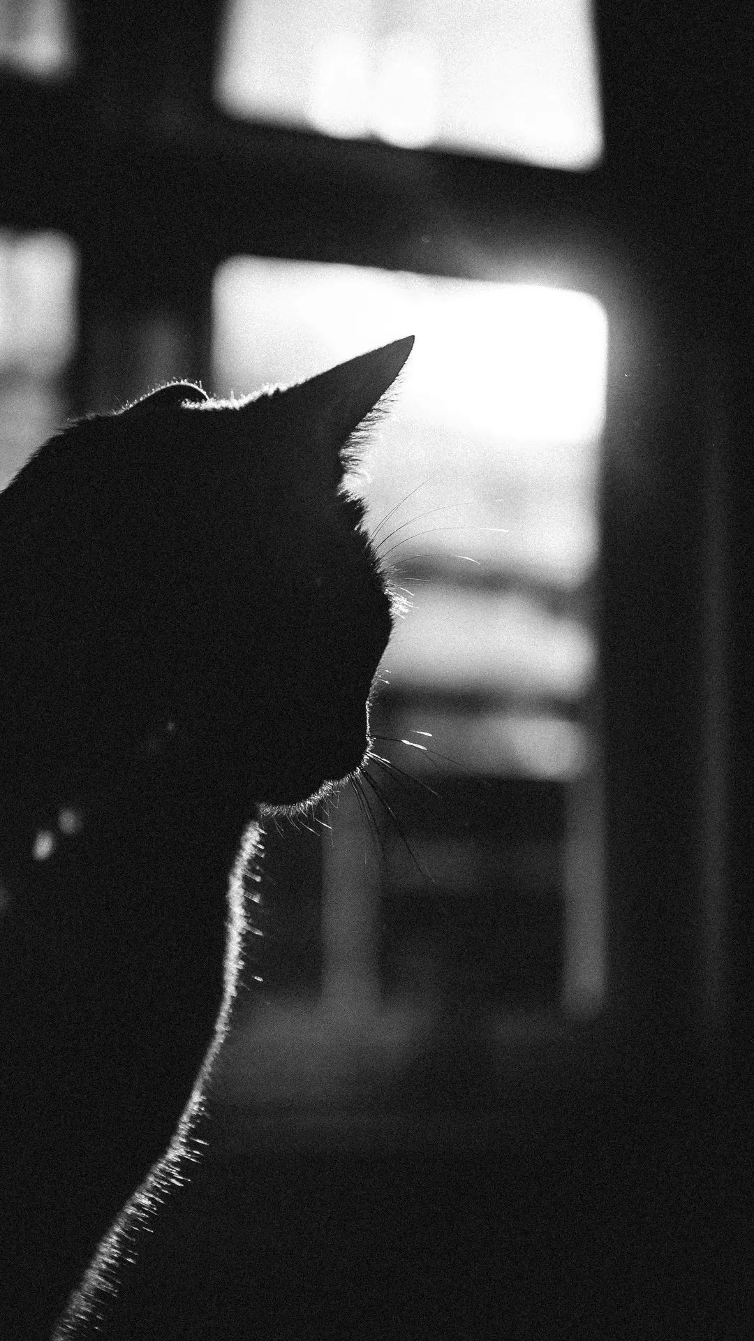 Silhouette Cat Contemplation - cat wallpaper for OpersCraft