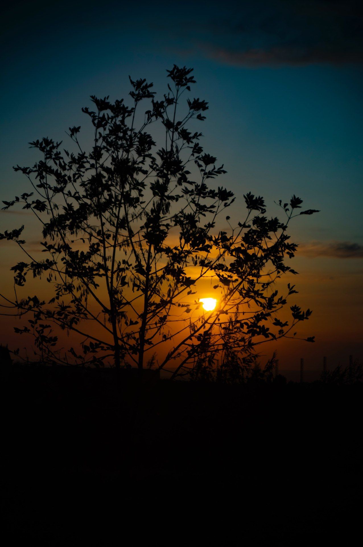 Silhouette Sunset Tree - sunset wallpaper for OpersCraft