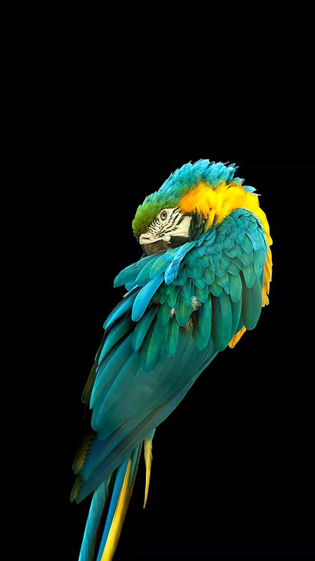 Sleeping Blue and Gold Macaw - random wallpaper for OpersCraft