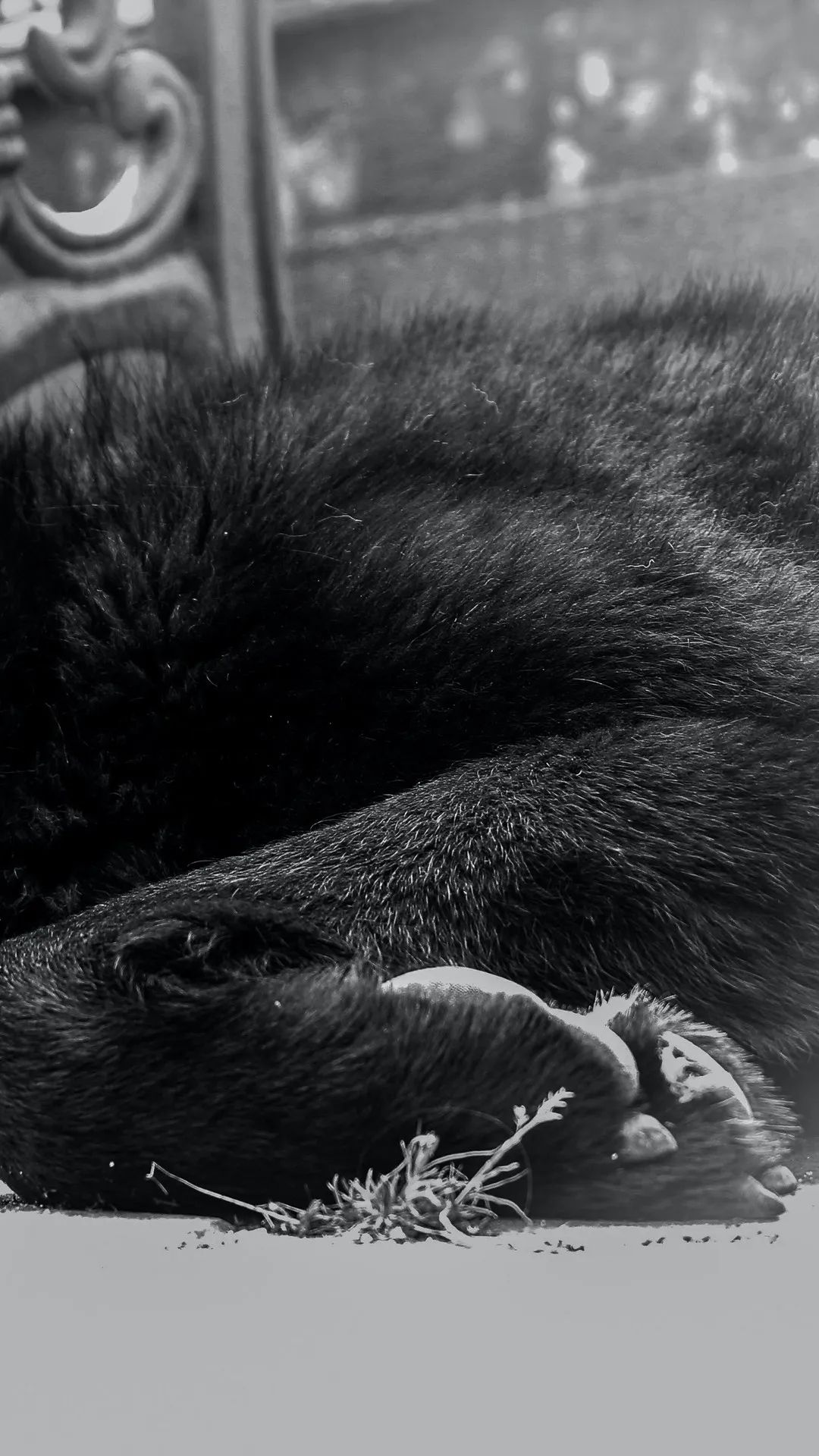 Sleeping Dog Portrait - dog wallpaper for OpersCraft