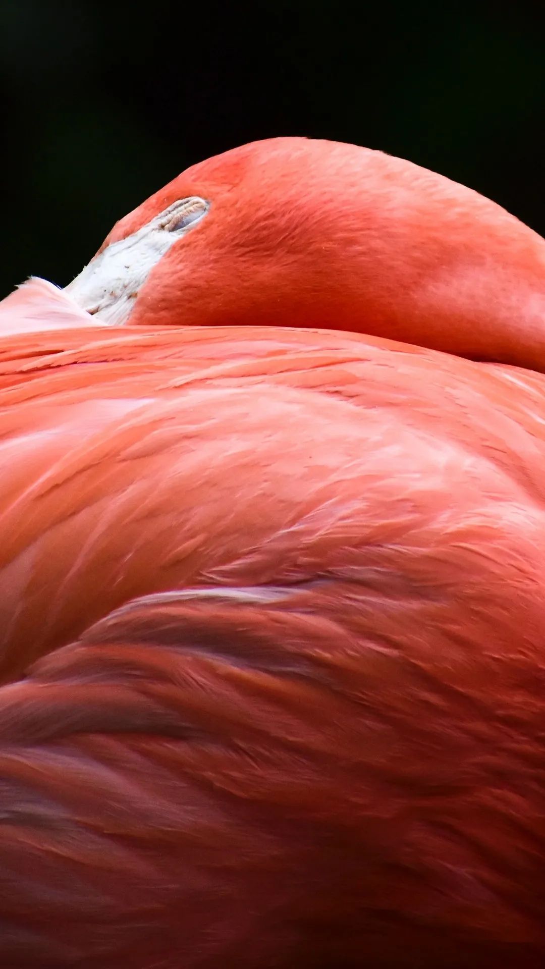Sleeping Flamingo Portrait - flamingo wallpaper for OpersCraft