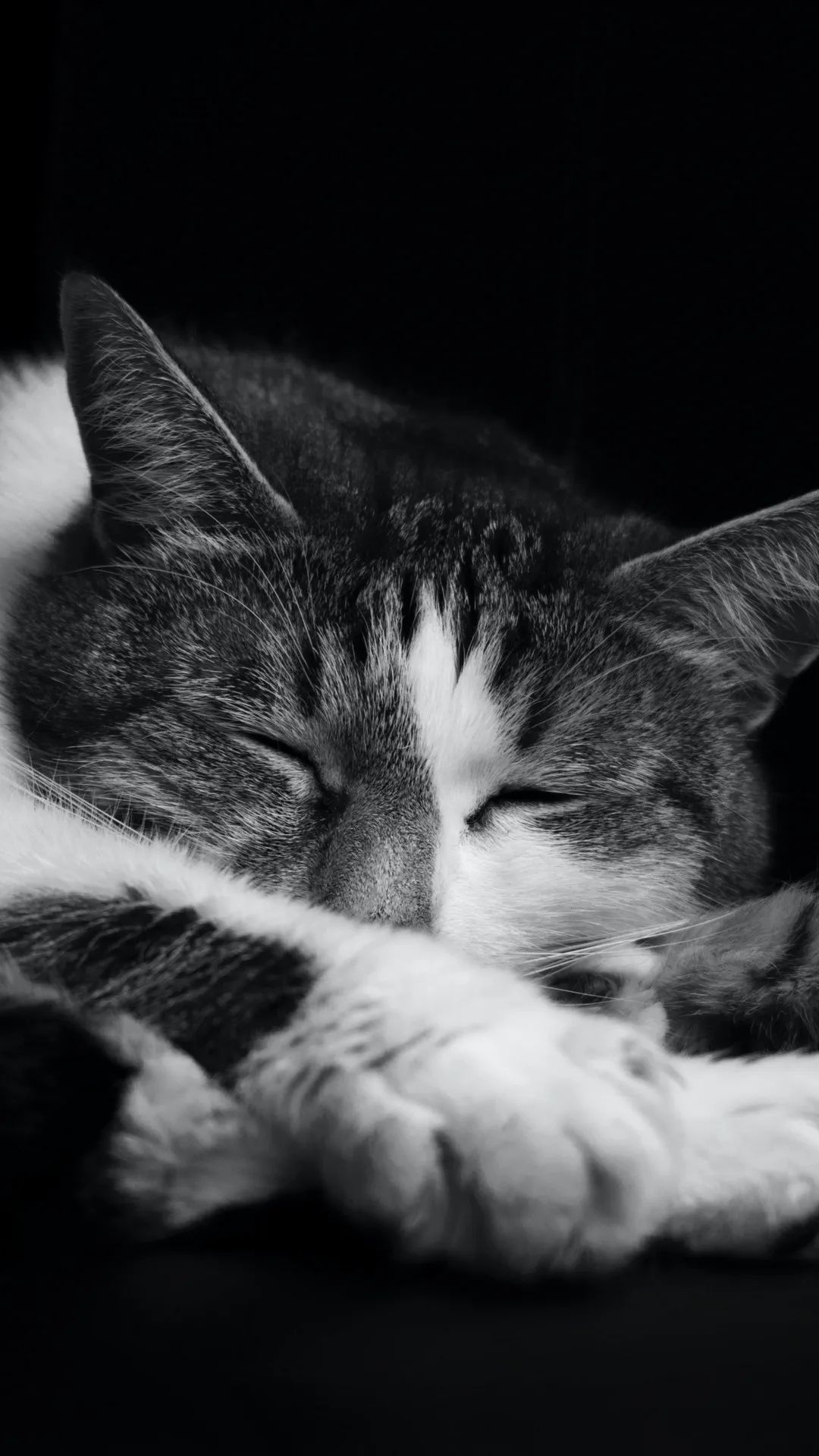 Sleeping Tabby Cat - cat wallpaper for OpersCraft